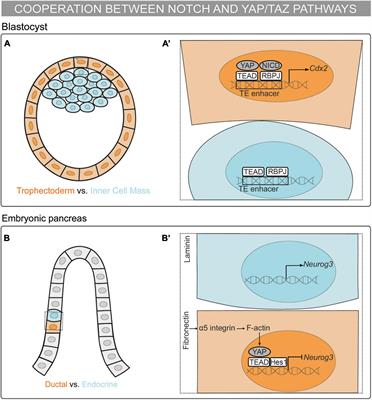 Interplay Between Notch and YAP/TAZ Pathways in the Regulation of Cell Fate During Embryo Development